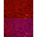 Immunofluorescence - Anti-Cytochrome P450 1A2 Antibody (A17132) - Antibodies.com