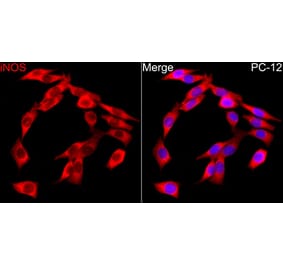 Immunofluorescence - Anti-iNOS Antibody (A17134) - Antibodies.com