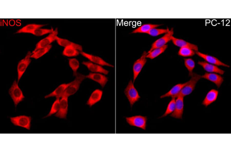 Immunofluorescence - Anti-iNOS Antibody (A17134) - Antibodies.com