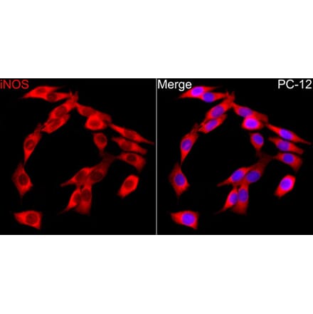 Immunofluorescence - Anti-iNOS Antibody (A17134) - Antibodies.com
