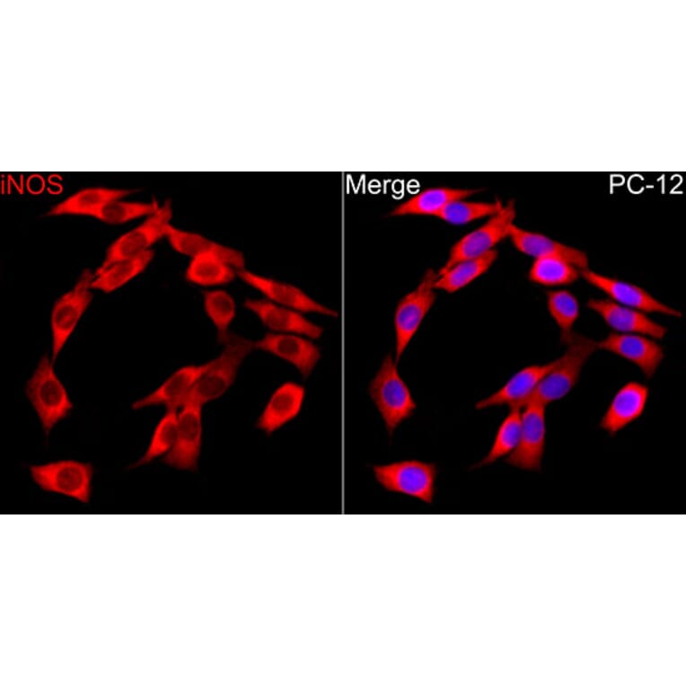 Immunofluorescence - Anti-iNOS Antibody (A17134) - Antibodies.com