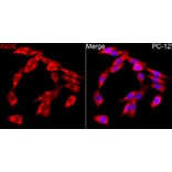 Immunofluorescence - Anti-iNOS Antibody (A17134) - Antibodies.com