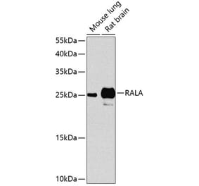 Western Blot - Anti-RALA Antibody (A17135) - Antibodies.com