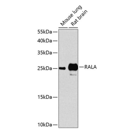 Western Blot - Anti-RALA Antibody (A17135) - Antibodies.com