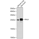 Western Blot - Anti-RALA Antibody (A17135) - Antibodies.com