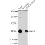 Western Blot - Anti-S100 beta Antibody (A17137) - Antibodies.com