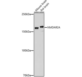 Western Blot - Anti-NMDAR2A Antibody (A17139) - Antibodies.com