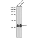 Western Blot - Anti-GNG7 Antibody (A17140) - Antibodies.com