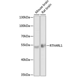 Western Blot - Anti-NgR3 Antibody (A17142) - Antibodies.com