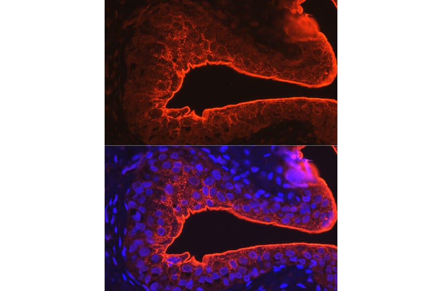 Immunofluorescence - Anti-Uroplakin III Antibody (A17144) - Antibodies.com
