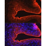 Immunofluorescence - Anti-Uroplakin III Antibody (A17144) - Antibodies.com