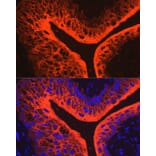 Immunofluorescence - Anti-Uroplakin III Antibody (A17144) - Antibodies.com