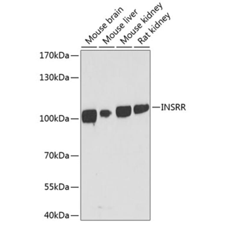 Western Blot - Anti-IRR Antibody (A17146) - Antibodies.com
