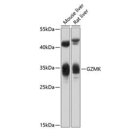 Western Blot - Anti-Granzyme K Antibody (A17152) - Antibodies.com
