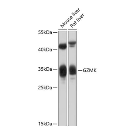 Western Blot - Anti-Granzyme K Antibody (A17152) - Antibodies.com