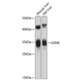 Western Blot - Anti-Granzyme K Antibody (A17152) - Antibodies.com