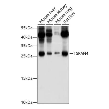 Western Blot - Anti-NAG-2 Antibody (A17154) - Antibodies.com
