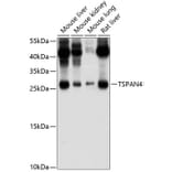 Western Blot - Anti-NAG-2 Antibody (A17154) - Antibodies.com
