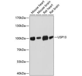 Western Blot - Anti-USP13 Antibody (A17155) - Antibodies.com