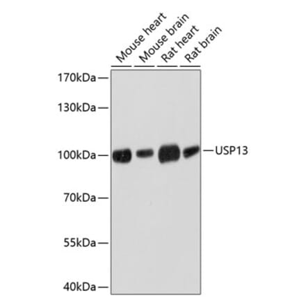 Western Blot - Anti-USP13 Antibody (A17155) - Antibodies.com