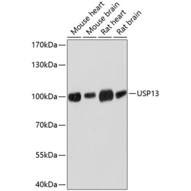 Western Blot - Anti-USP13 Antibody (A17155) - Antibodies.com