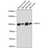 Western Blot - Anti-USP13 Antibody (A17155) - Antibodies.com