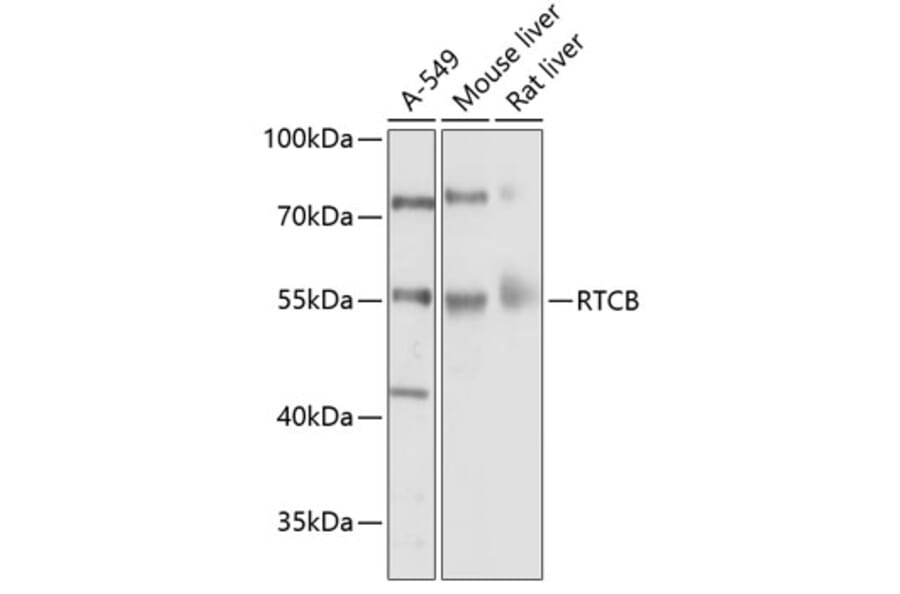 Western Blot - Anti-C22orf28 Antibody (A17159) - Antibodies.com