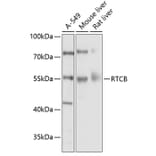 Western Blot - Anti-C22orf28 Antibody (A17159) - Antibodies.com