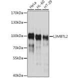 Western Blot - Anti-L3MBTL2 Antibody (A17161) - Antibodies.com