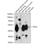 Western Blot - Anti-COLQ Antibody (A17168) - Antibodies.com