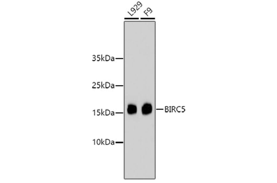 Western Blot - Anti-BIRC5 Antibody (A10738) - Antibodies.com