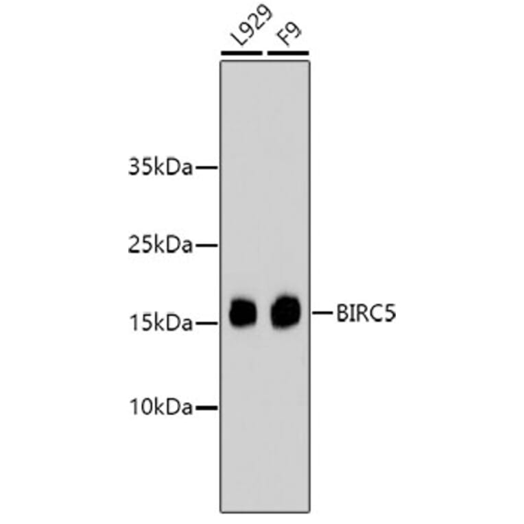 Western Blot - Anti-BIRC5 Antibody (A10738) - Antibodies.com