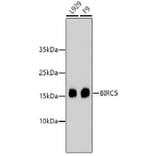 Western Blot - Anti-BIRC5 Antibody (A10738) - Antibodies.com