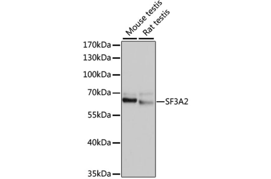 Western Blot - Anti-SF3A2 Antibody (A10812) - Antibodies.com
