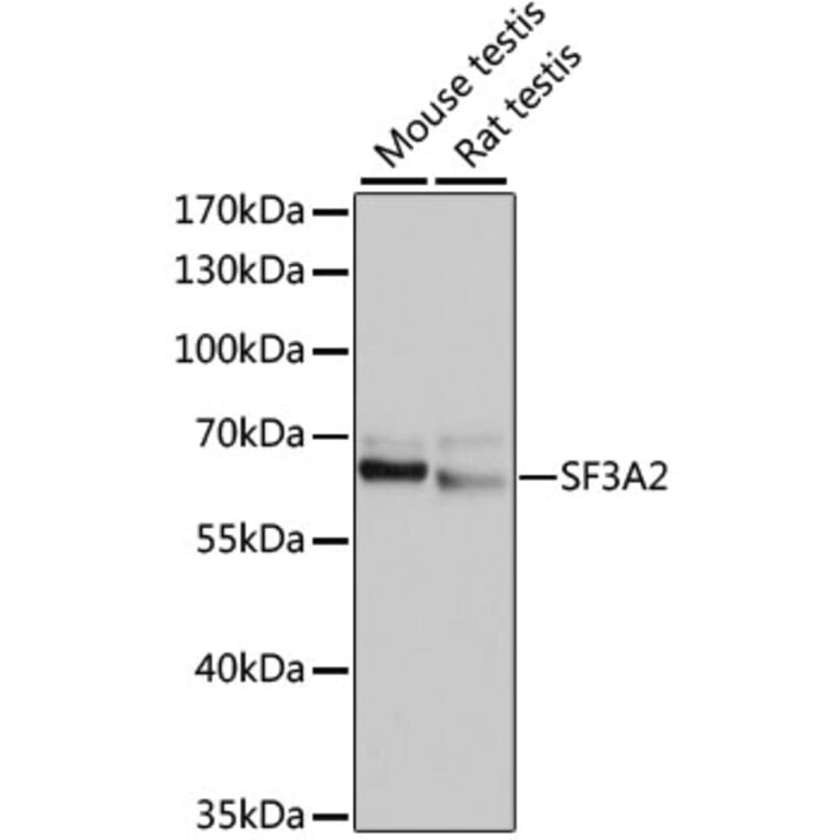 Western Blot - Anti-SF3A2 Antibody (A10812) - Antibodies.com