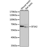 Western Blot - Anti-SF3A2 Antibody (A10812) - Antibodies.com