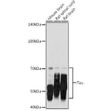 Western Blot - Anti-Tau Antibody (A17182) - Antibodies.com