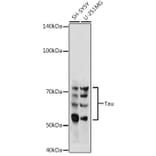 Western Blot - Anti-Tau Antibody (A17182) - Antibodies.com