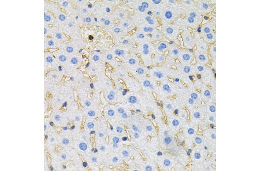 Immunohistochemistry - Anti-Tau Antibody (A17182) - Antibodies.com