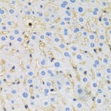 Immunohistochemistry - Anti-Tau Antibody (A17182) - Antibodies.com