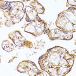 Immunohistochemistry - Anti-VEGF Receptor 1 Antibody (A17185) - Antibodies.com