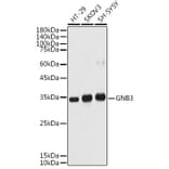 Western Blot - Anti-GNB3 Antibody (A17187) - Antibodies.com