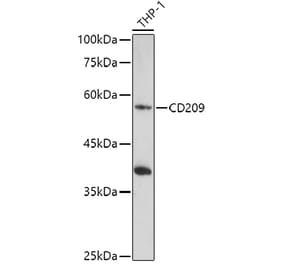 Western Blot - Anti-DC-SIGN Antibody (A17189) - Antibodies.com