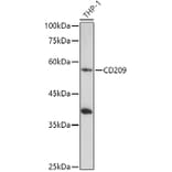Western Blot - Anti-DC-SIGN Antibody (A17189) - Antibodies.com