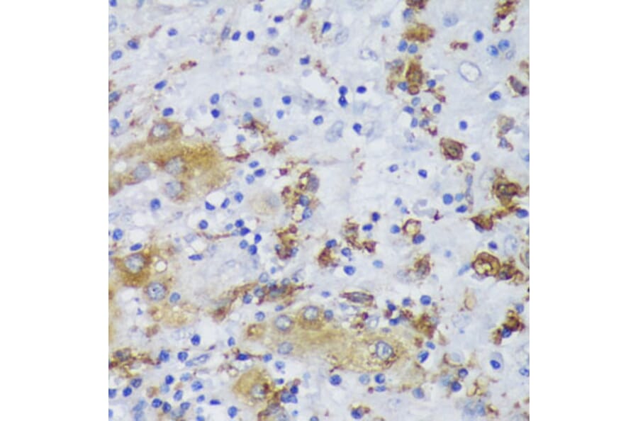 Immunohistochemistry - Anti-GSK3 beta Antibody (A17190) - Antibodies.com