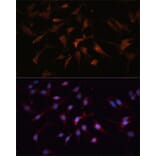 Immunofluorescence - Anti-GSK3 beta Antibody (A17190) - Antibodies.com