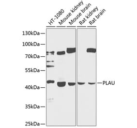 Western Blot - Anti-uPA Antibody (A17191) - Antibodies.com