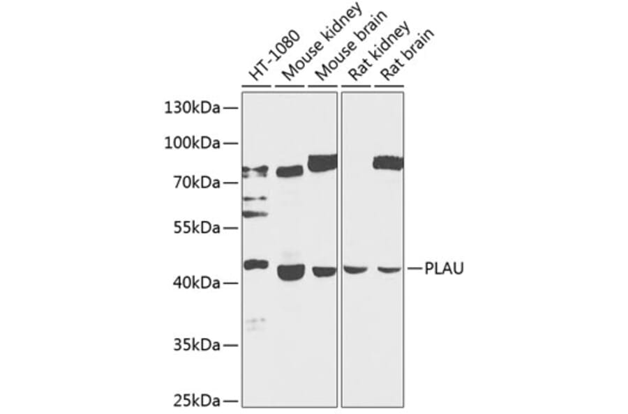 Western Blot - Anti-uPA Antibody (A17191) - Antibodies.com