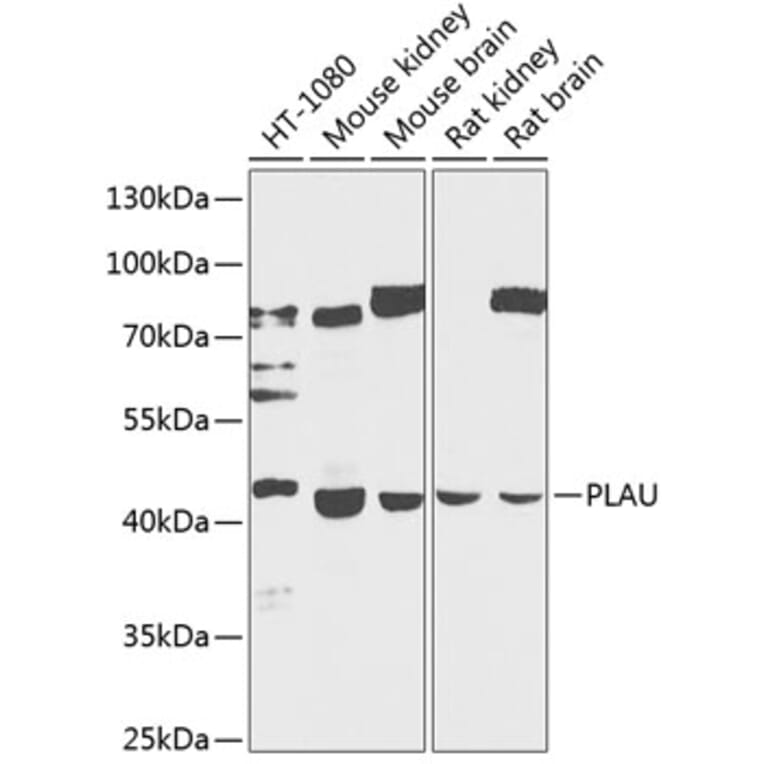 Western Blot - Anti-uPA Antibody (A17191) - Antibodies.com