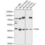 Western Blot - Anti-uPA Antibody (A17191) - Antibodies.com